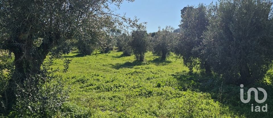 Building plot in Chamusca e Pinheiro Grande of 8,560 m²