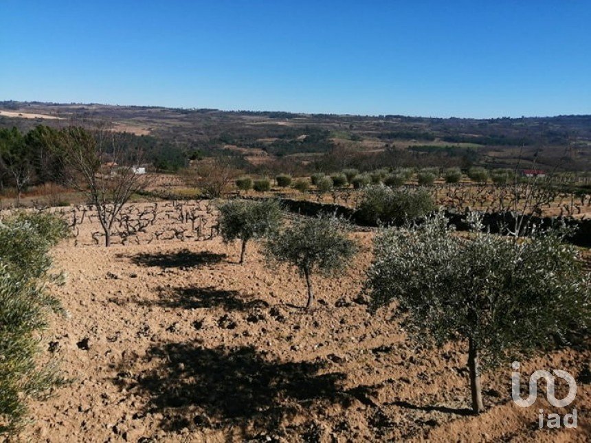 Land in Aveloso of 19,172 m²