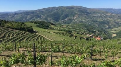 Ferme T0 à Mesão Frio (Santo André) de 300 m²