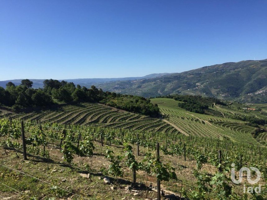 Farm T0 in Mesão Frio (Santo André) of 300 m²