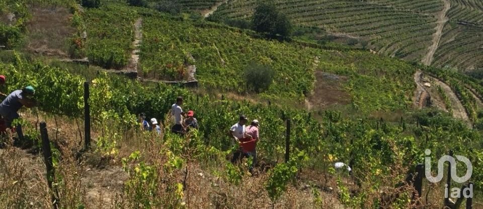 Farm T0 in Mesão Frio (Santo André) of 300 m²