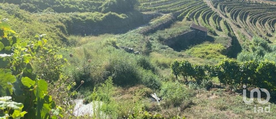 Farm T0 in Mesão Frio (Santo André) of 300 m²