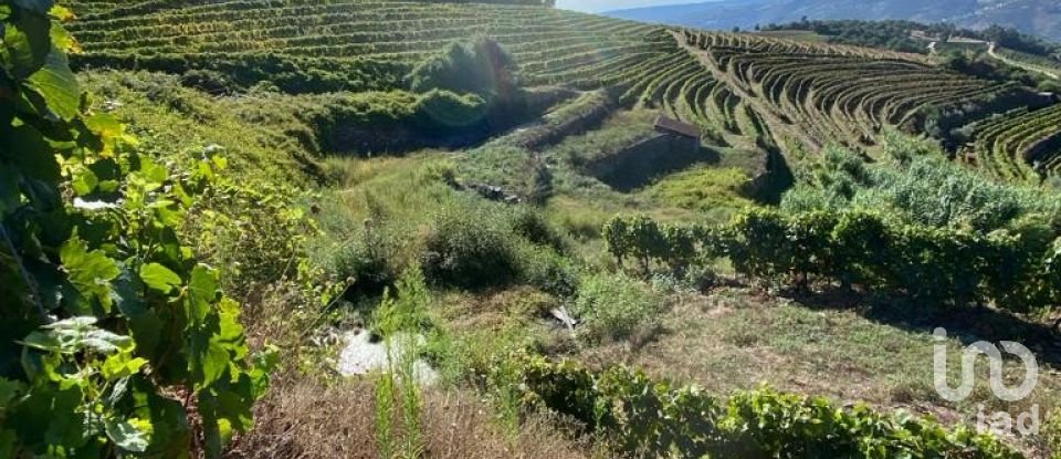 Farm T0 in Mesão Frio (Santo André) of 300 m²