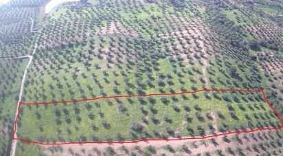 Land in Amieira E Alqueva of 8,000 m²