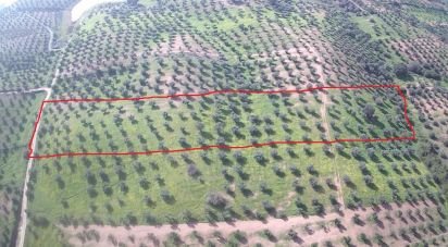 Land in Amieira E Alqueva of 8,000 m²