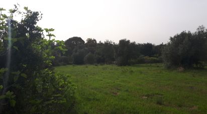 Terreno em Santa Bárbara de Nexe de 4 000 m²