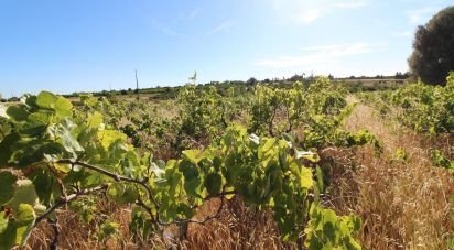 Terrain agricole à Silves de 5 920 m²