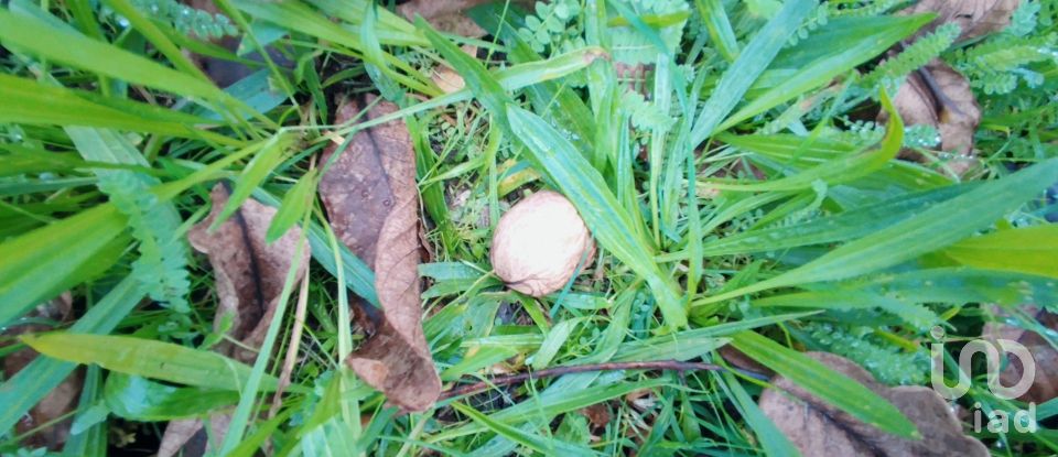 Terrain à Mões de 7 026 m²