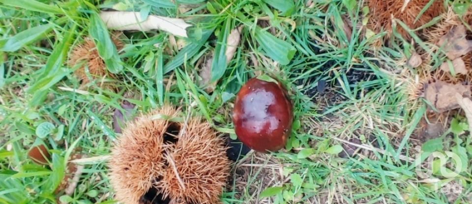 Terrain à Mões de 7 026 m²