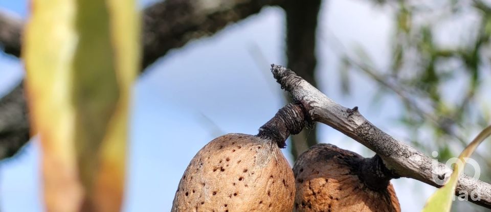 Farm T3 in Luz de Tavira e Santo Estêvão of 362 m²