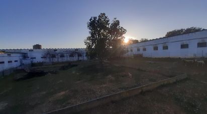 Terrain à Quinta do Anjo de 18 000 m²