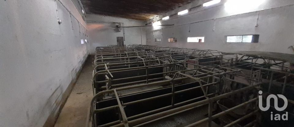 Land in Quinta do Anjo of 18,000 m²