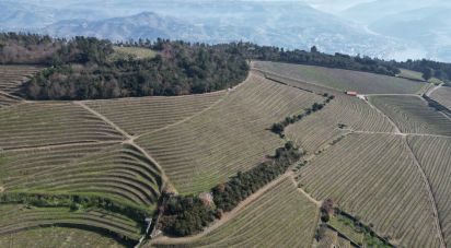 Ferme T0 à Mesão Frio (Santo André) de 300 m²