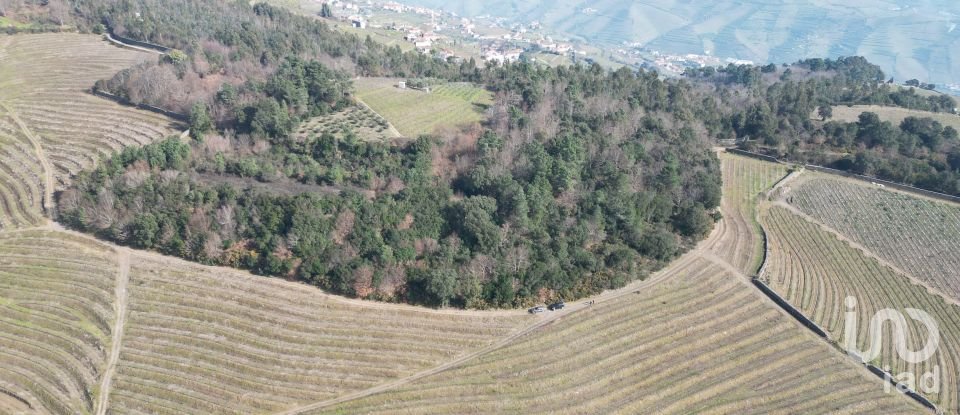 Farm T0 in Mesão Frio (Santo André) of 300 m²