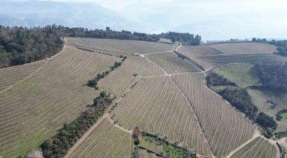 Ferme T0 à Mesão Frio (Santo André) de 300 m²