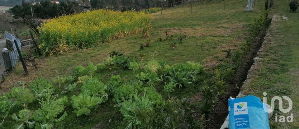 Land in Torgueda of 3,600 m²