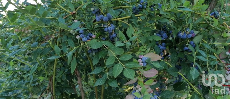 Land in Torgueda of 3,600 m²