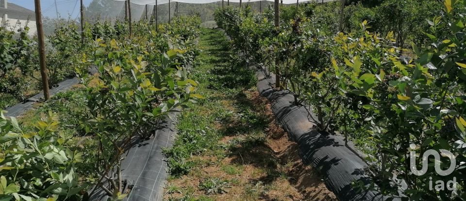 Land in Torgueda of 3,600 m²