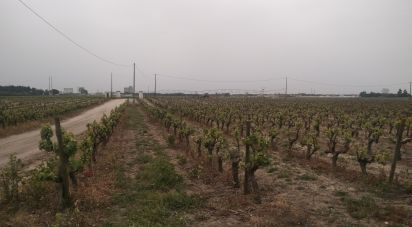 Terreno Agrícola em Poceirão e Marateca de 130 500 m²