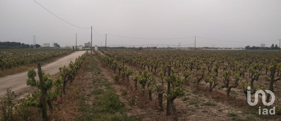 Terrain agricole à Poceirão e Marateca de 130 500 m²