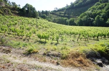 Agricultural land in Louredo e Fornelos of 35,296 m²