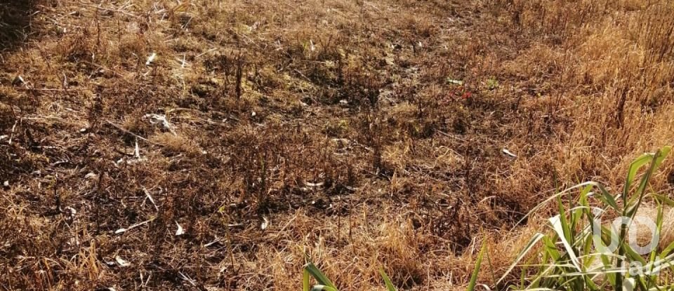Terrain à Salir de Matos de 1 177 m²