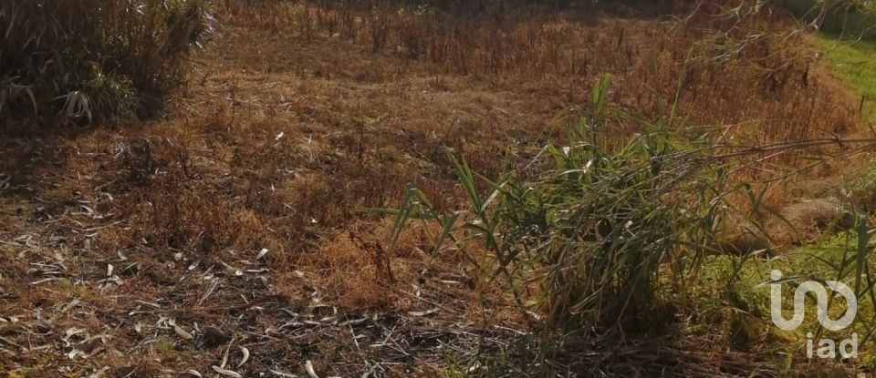 Terrain à Salir de Matos de 1 177 m²