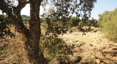 Terrain agricole à Albufeira e Olhos de Água de 3 960 m²