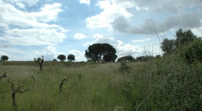 Agricultural land in Casével e Vaqueiros of 3,600 m²