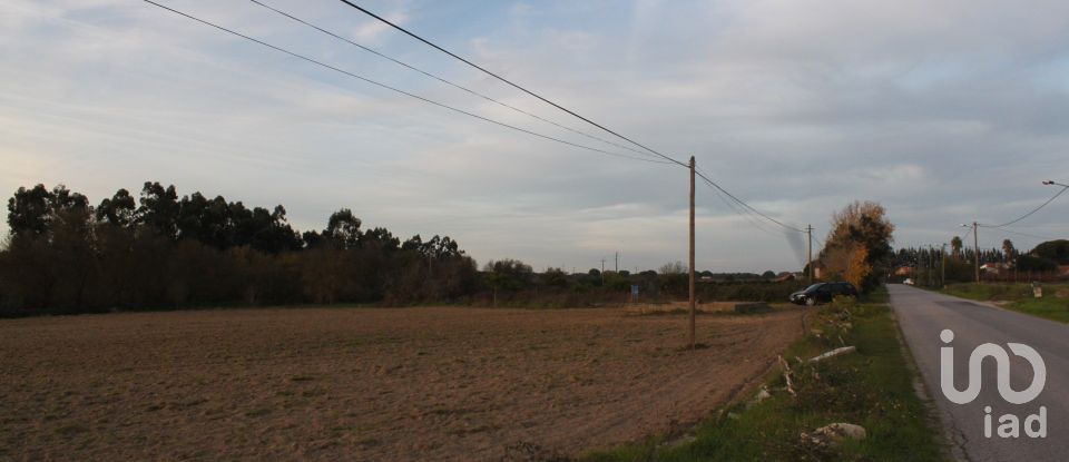 Land in Pegões of 11,250 m²