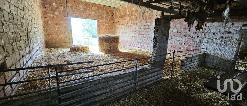 Terrain à Castro Verde e Casével de 57 270 m²