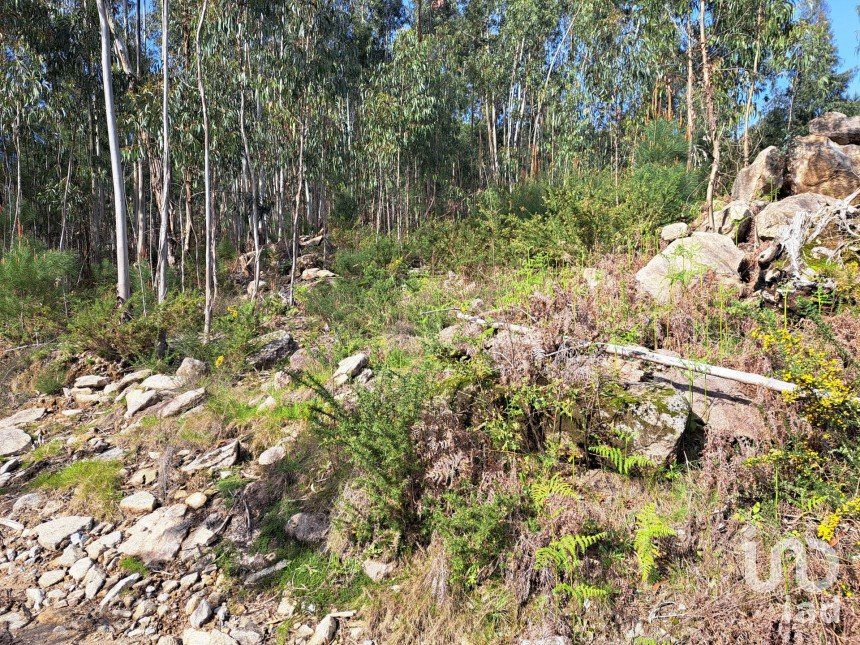 Terrain à Pico de Regalados, Gondiães e Mós de 1 837 m²