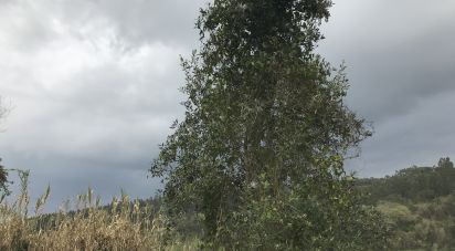 Land in Santiago e São Simão de Litém e Albergaria dos Doze of 1,150 m²