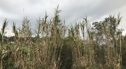 Land in Santiago e São Simão de Litém e Albergaria dos Doze of 840 m²