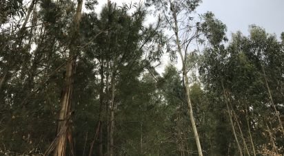 Land in Santiago e São Simão de Litém e Albergaria dos Doze of 1,480 m²