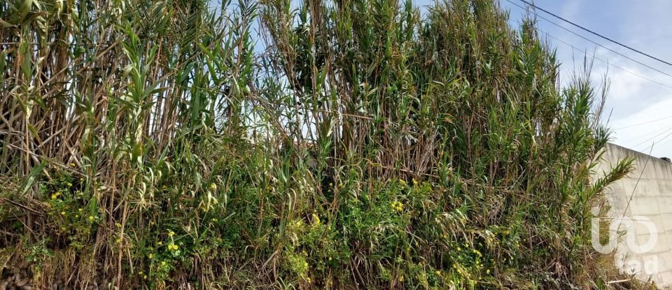 Terrain à Salir de Matos de 1 177 m²