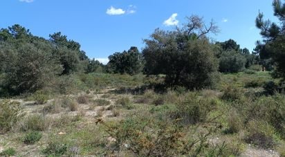 Land in Sesimbra (Castelo) of 5,000 m²