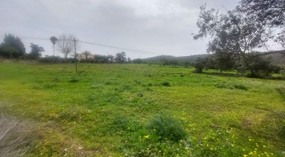 Terreno Agrícola em Santa Bárbara de Nexe de 3 720 m²