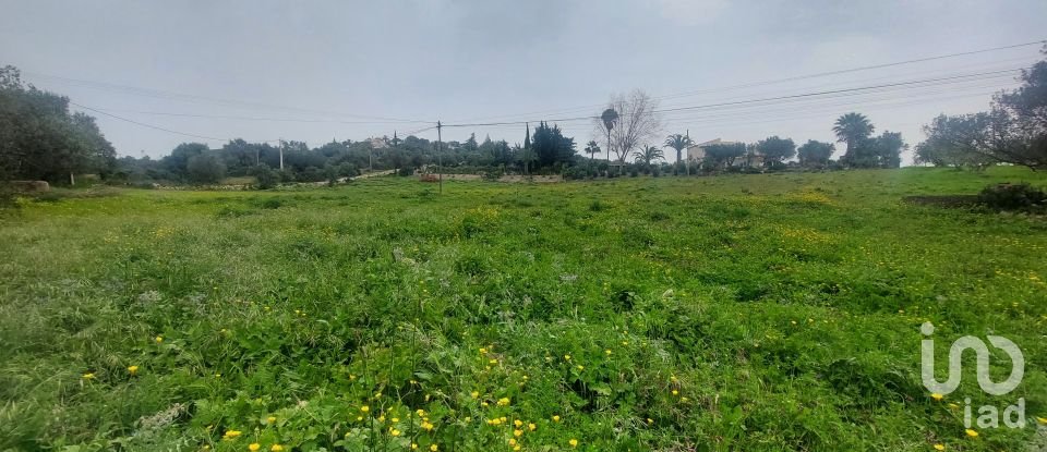 Farm land in Santa Bárbara de Nexe of 3,720 m²