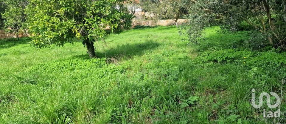 Terrain à Alvados e Alcaria de 1 807 m²