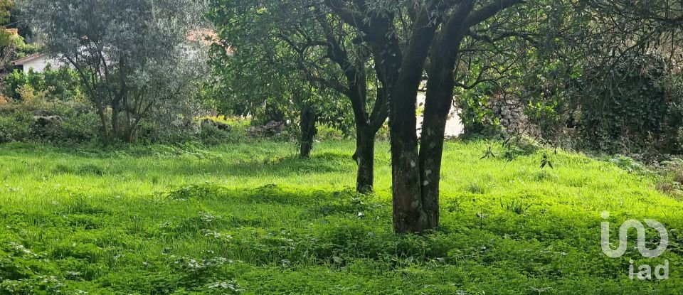 Terrain à Alvados e Alcaria de 1 807 m²