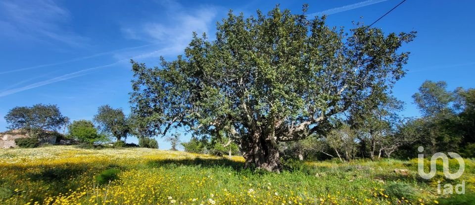 Terrain à bâtir à Santa Catarina da Fonte do Bispo de 230 000 m²