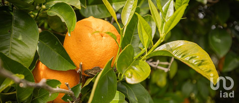 Quinta T12 em Aldeia Velha de 694 m²