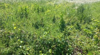 Maison T0 à Arcozelo de 50 m²