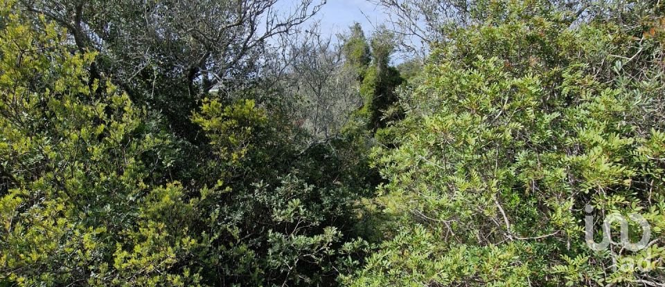 Terrain à Santa Bárbara de Nexe de 1 160 m²