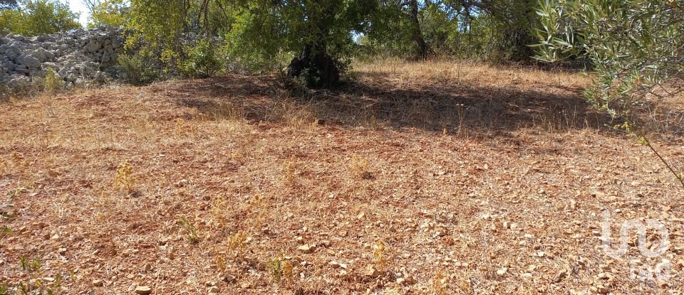 Land in Querença, Tôr e Benafim of 5,560 m²