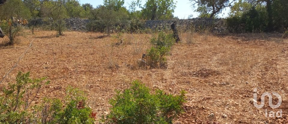 Land in Querença, Tôr e Benafim of 5,560 m²