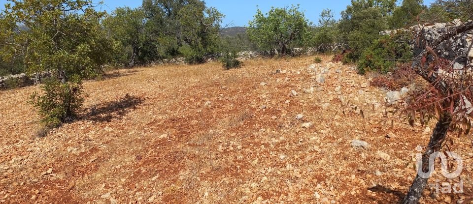 Land in Querença, Tôr e Benafim of 5,560 m²