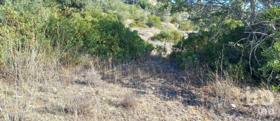 Terreno em Loulé (São Clemente) de 4 300 m²