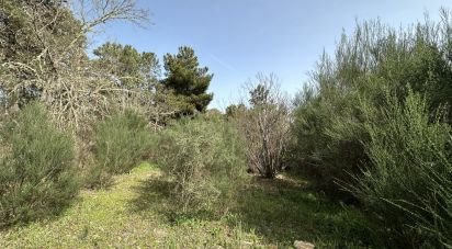 Land in Torre do Terrenho, Sebadelhe da Serra e Terrenho of 21,741 m²